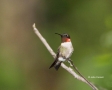 Hummingbird;Archilochus-colubris;Ruby-throated-Hummingbird;One;one-animal;avifa